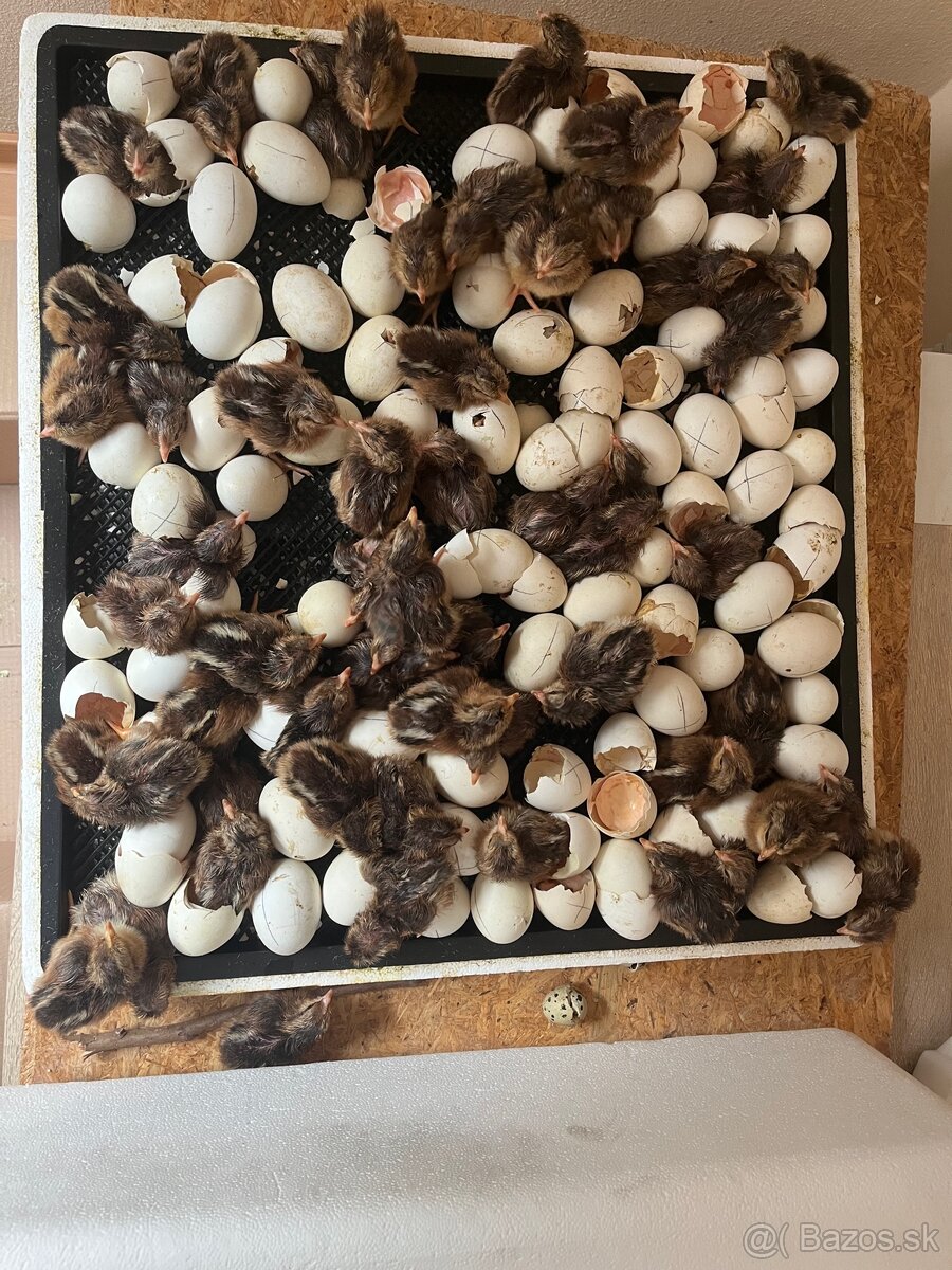 Kuriatka - Vlaška Jarabičia - 4