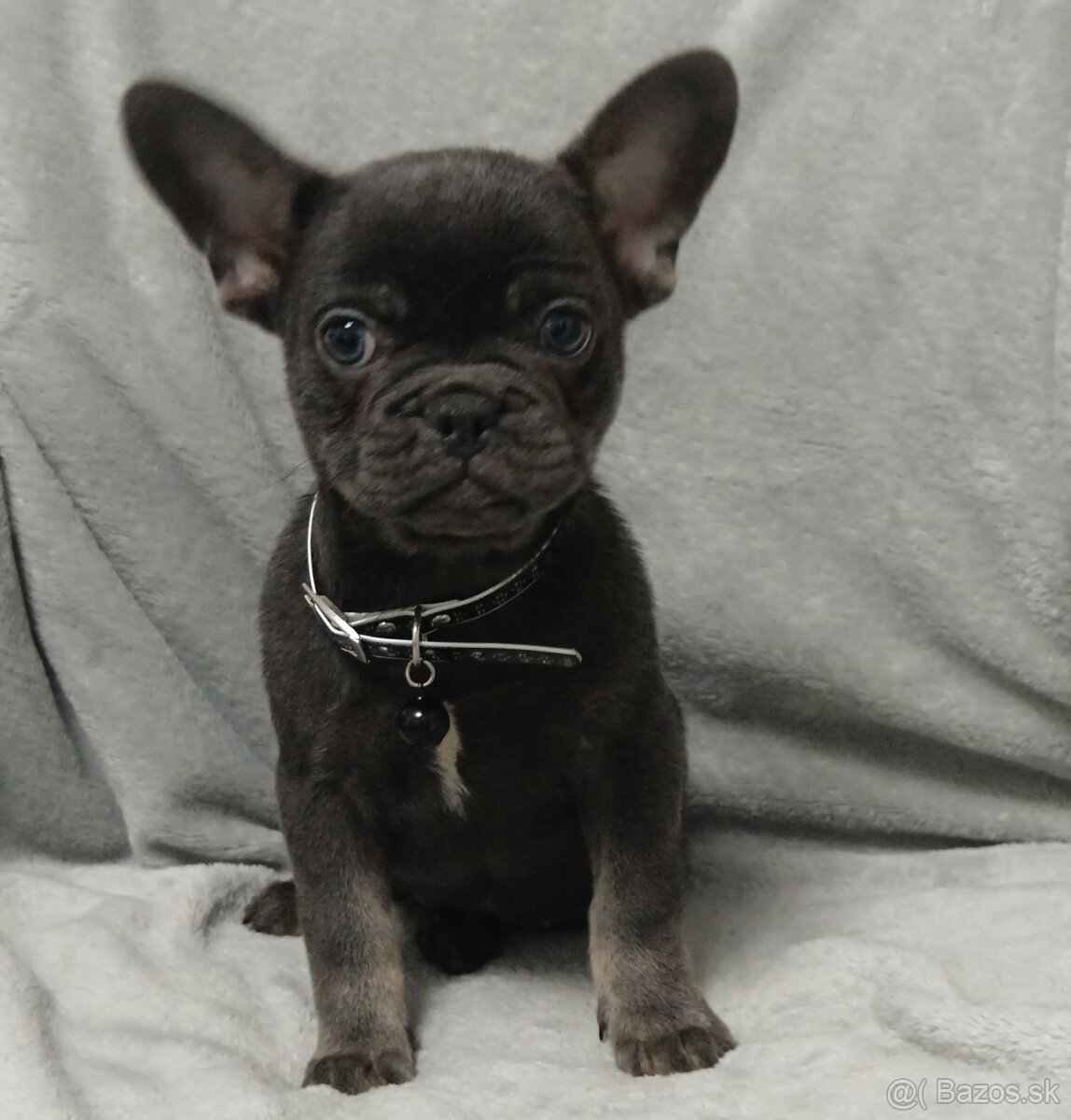 Francúzsky buldoček - 4