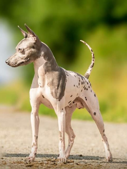 Americký bezsrstý teriér - 4