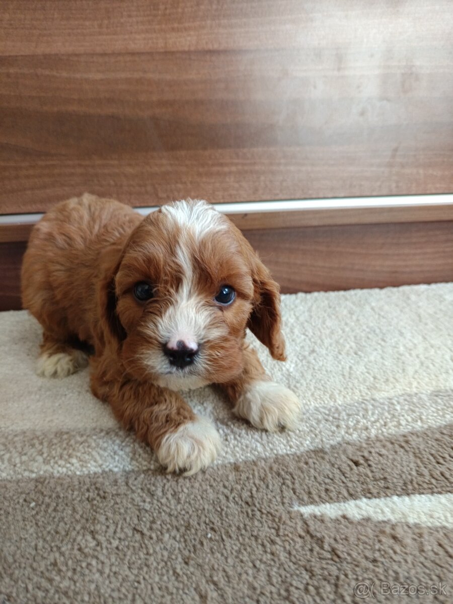 Cavapoo /chalpec/ fenka - 4