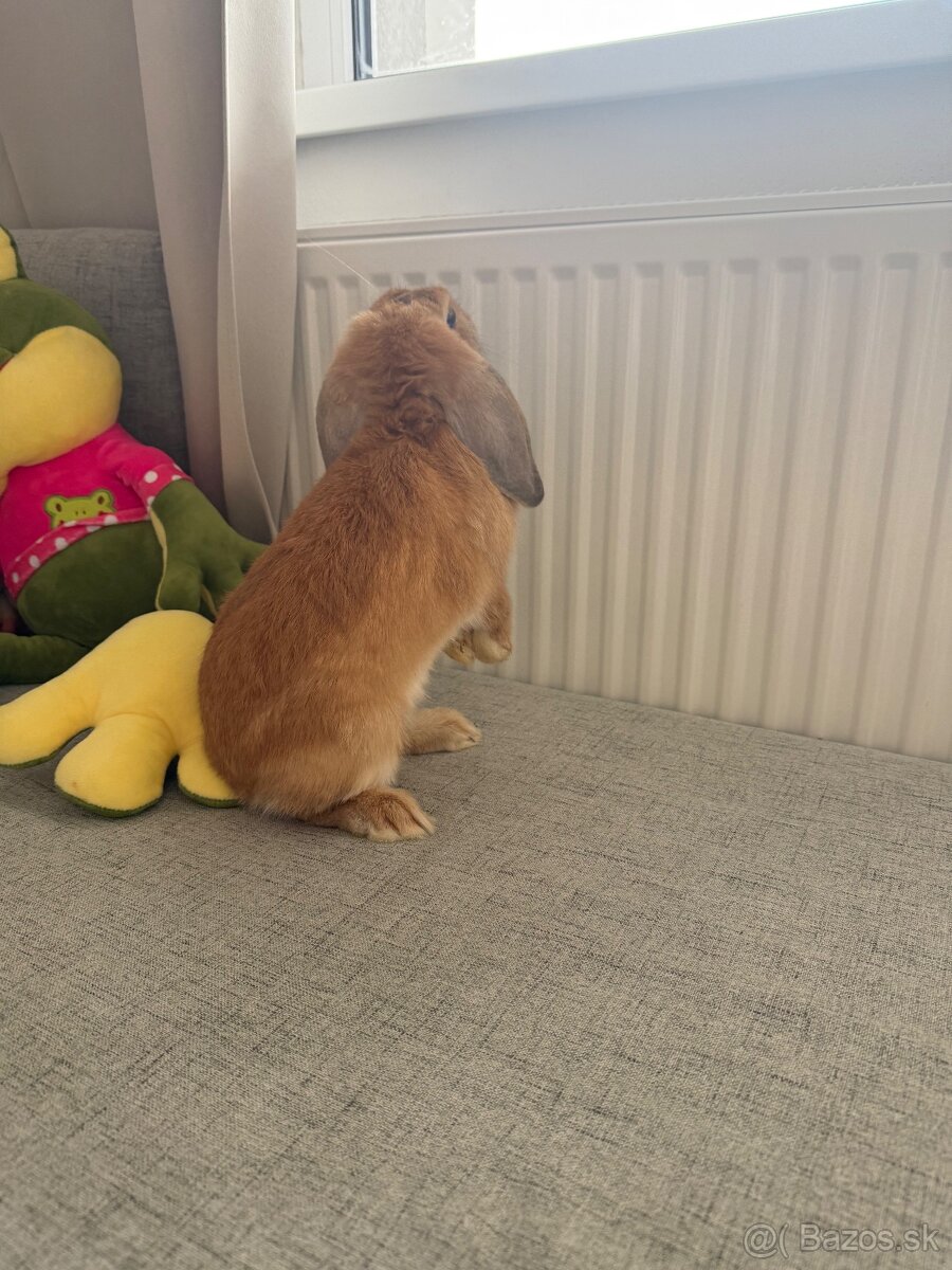 Darujem zajačika do dobrých rúk - 4