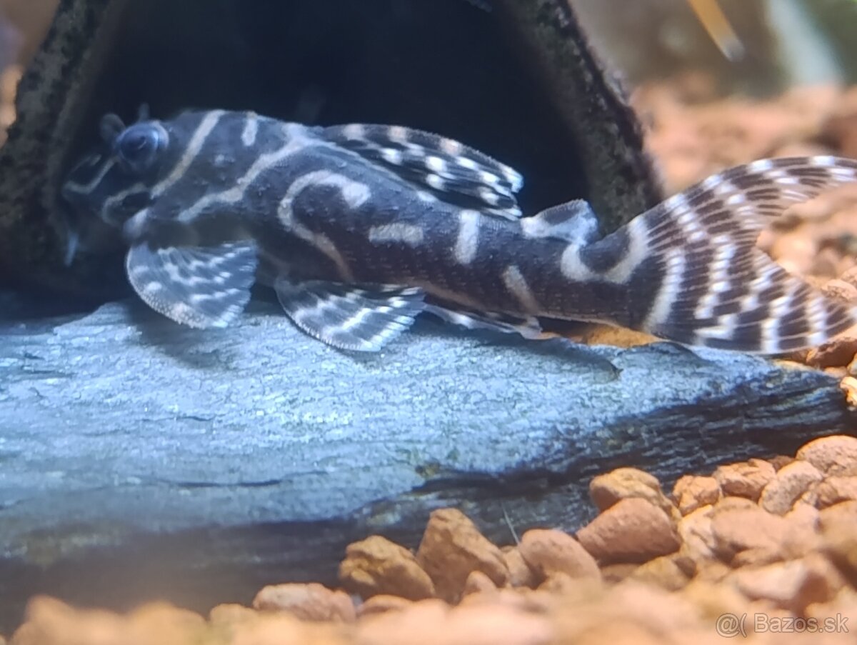 L333-Hypancistrus -King Tiger pleco - 4