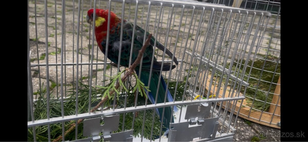 Rozely pestré , červené, škoricové , rubíno žltolíce - 4