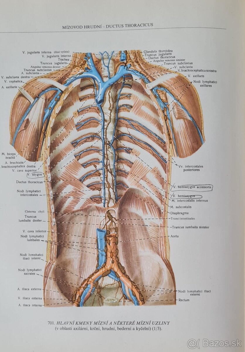 Atlas anatomie člověka I a Ii - 4