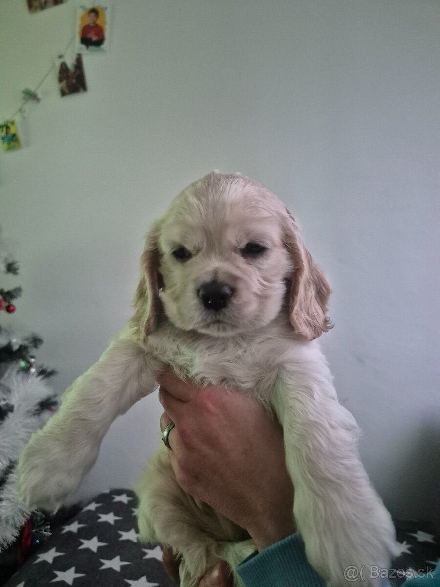 Americký kokeršpaniel - 4