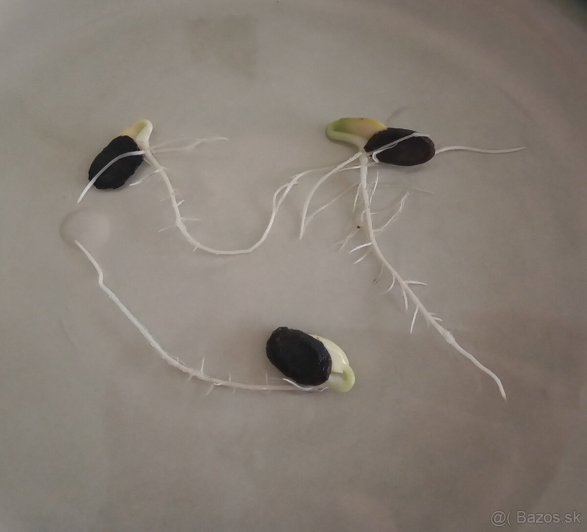 Lufa valcovitá (semená) - 4