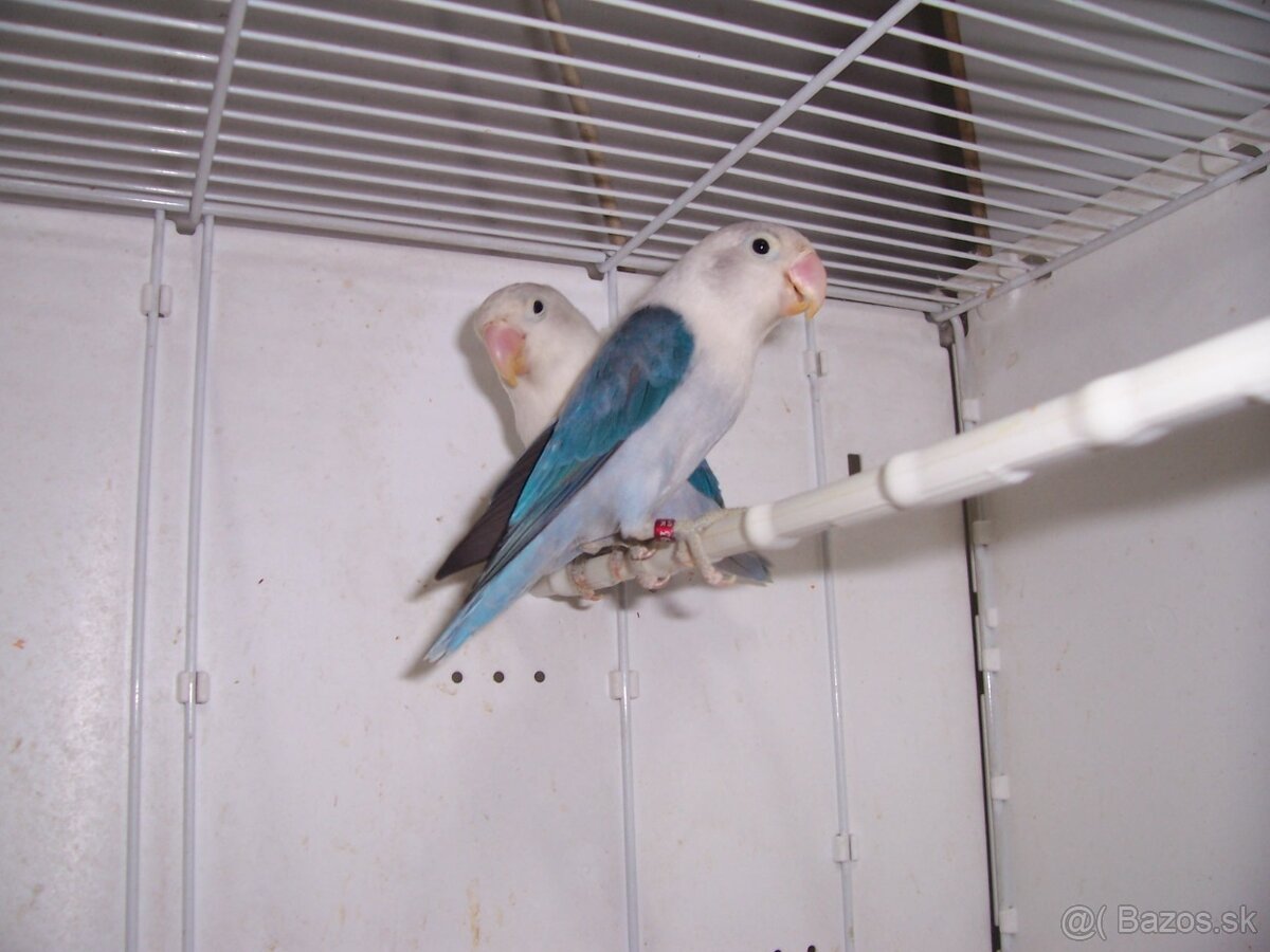 Agapornis fischer - 4