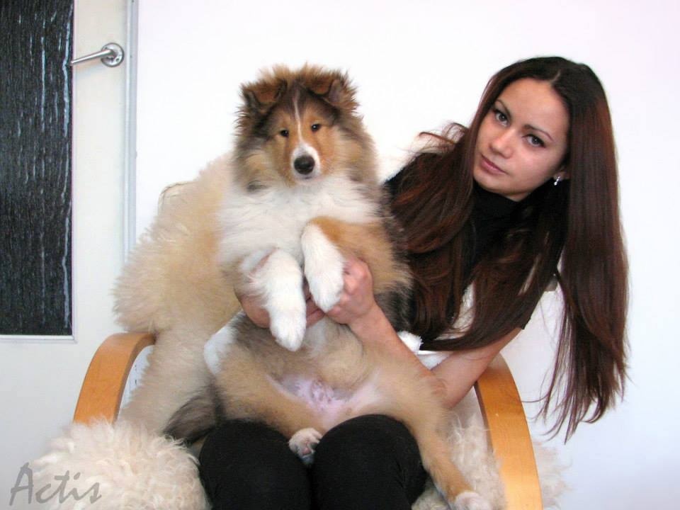 Dlhosrstá kólia - šteniatka s PP - 4