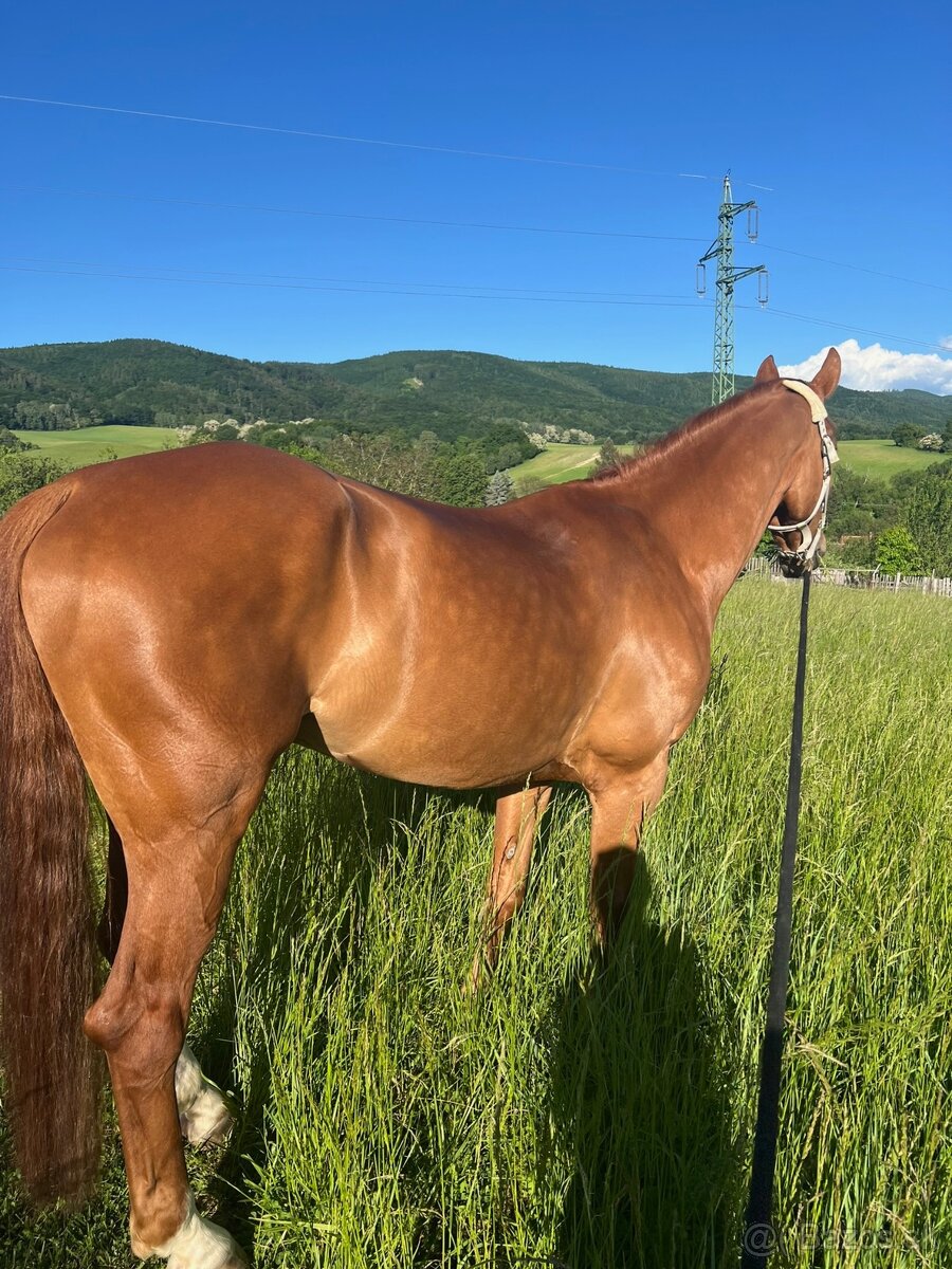 8 ročný parkúrový valach - 4