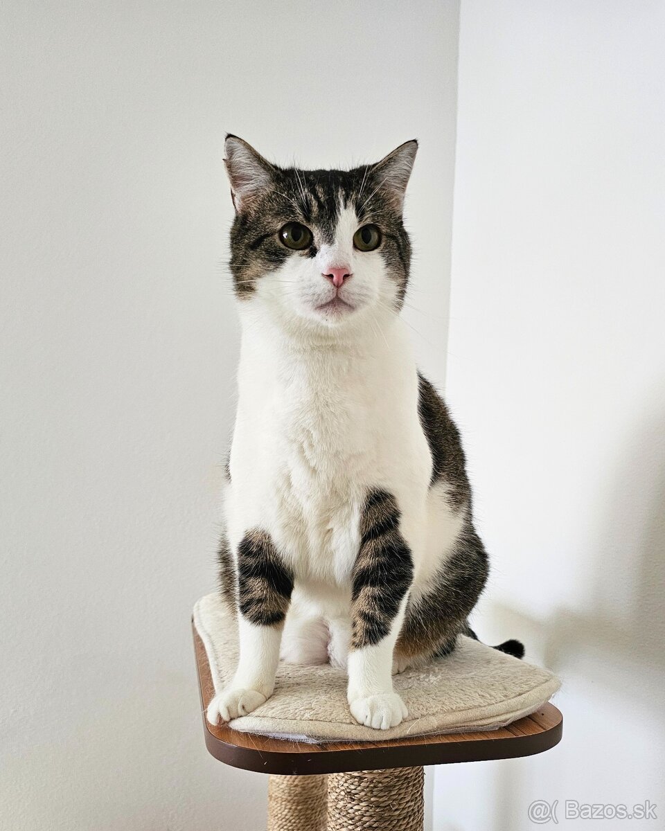 Maznáčik TIMUR hľadá domov - 4