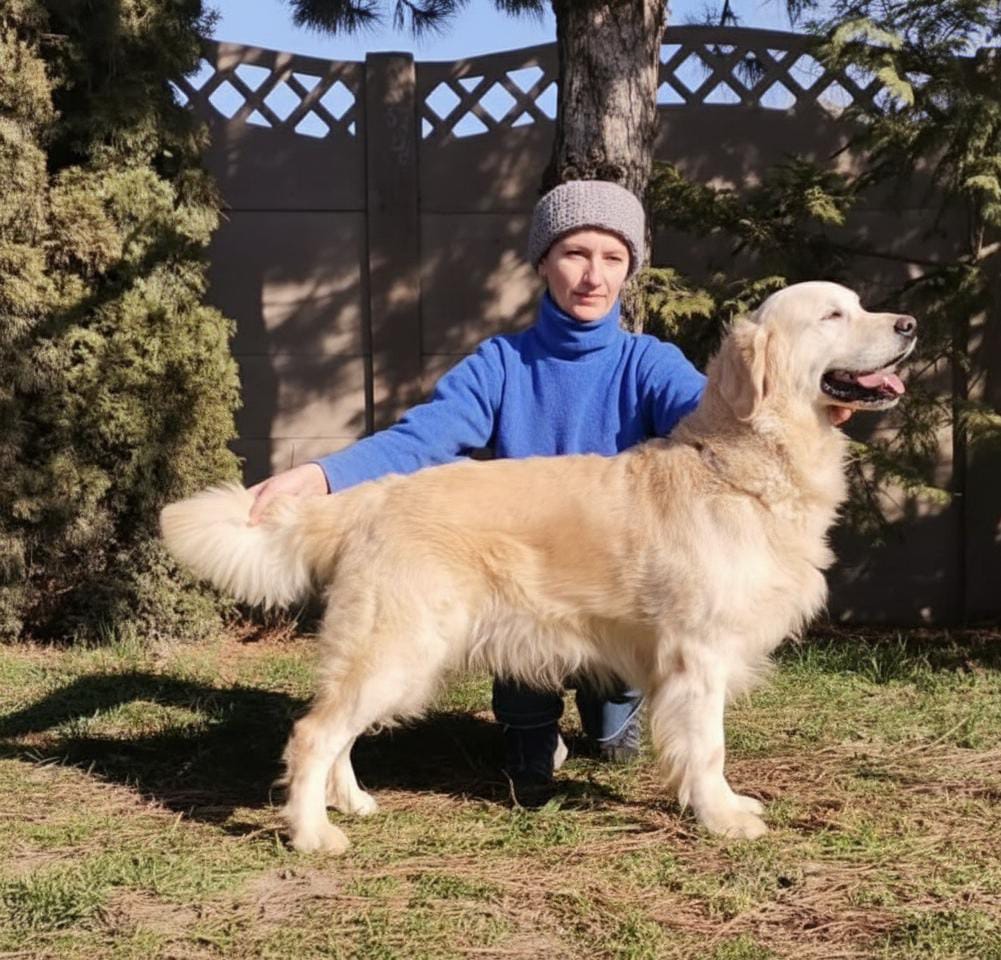 Golden retriever,retriver - 4