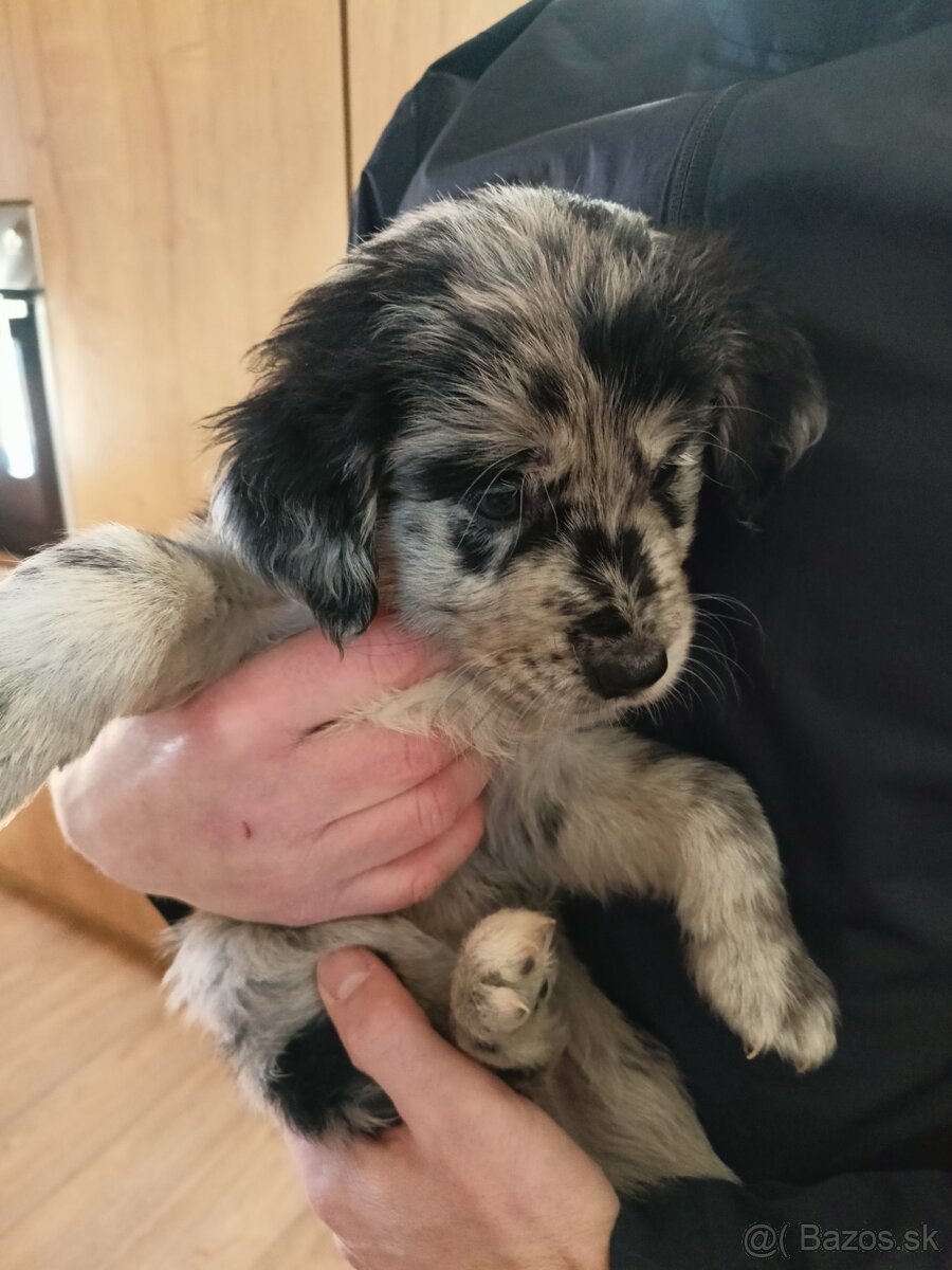 Zlatý retriever a Border kolia - 4