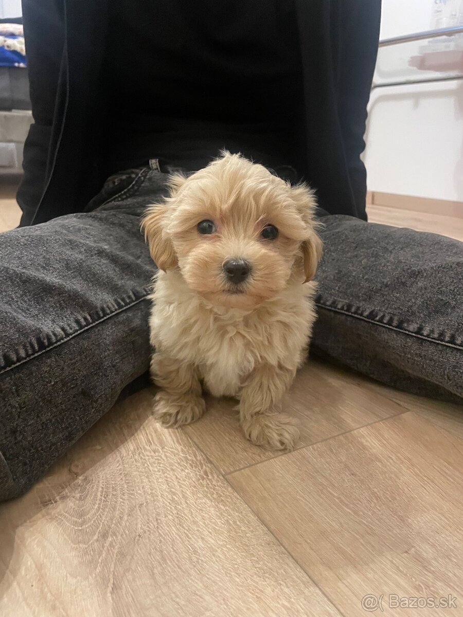 Maltipoo - 4