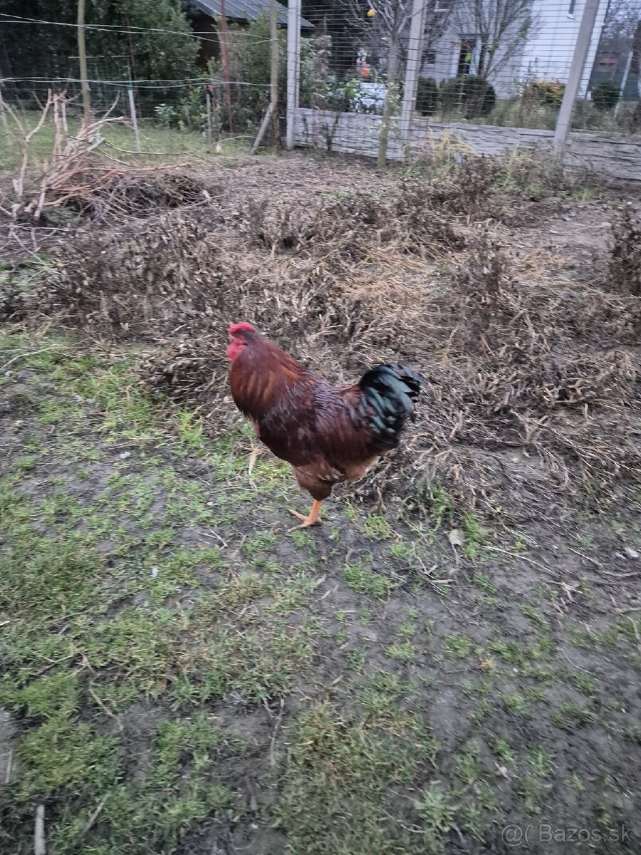 Predám kohúta - 4