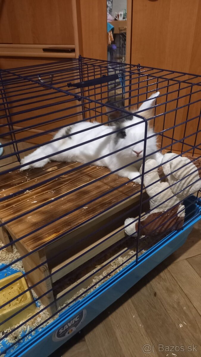 Teddy - levík králik - 4