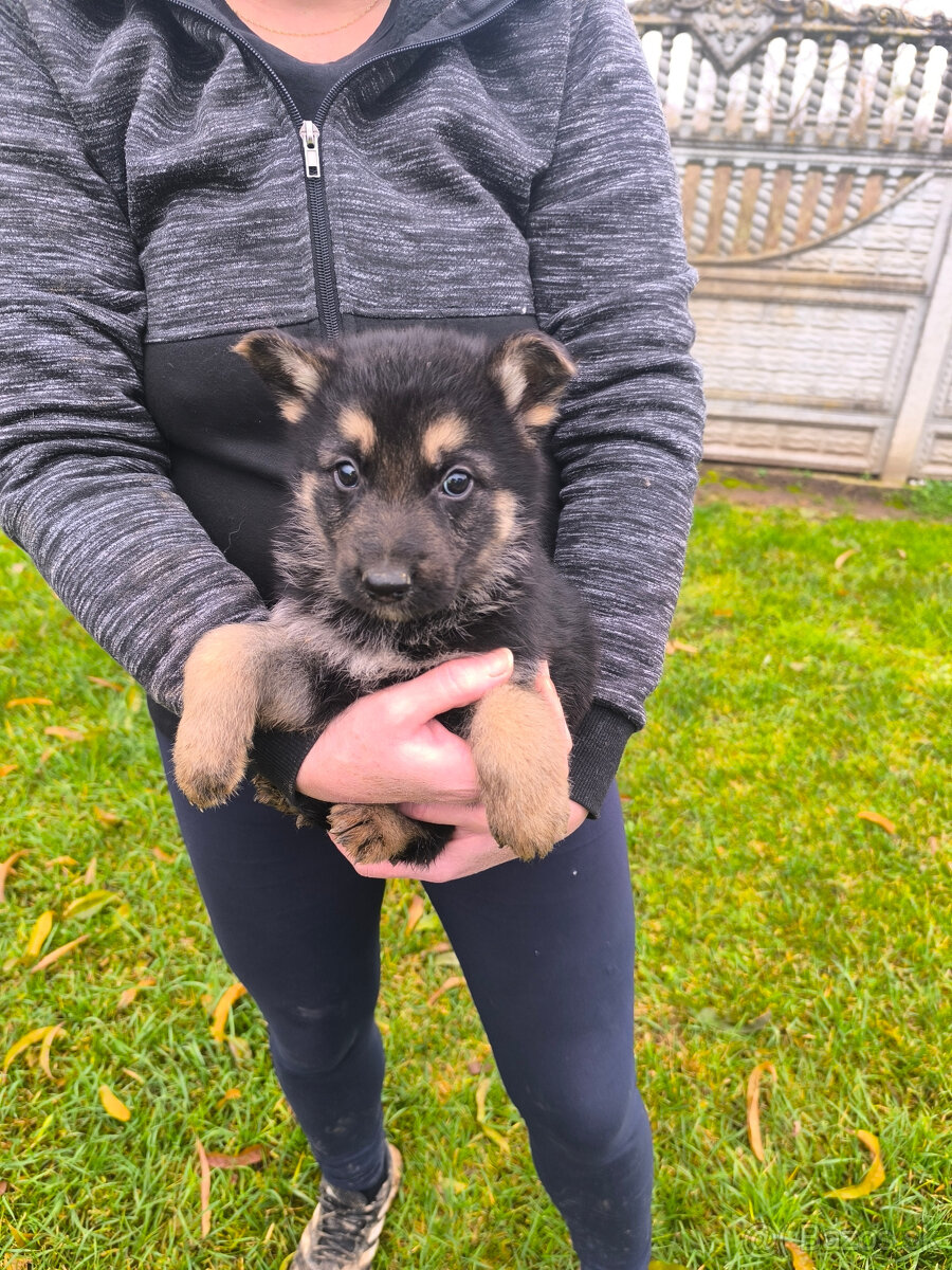 Nemecky ovčiak šteniatka - 4