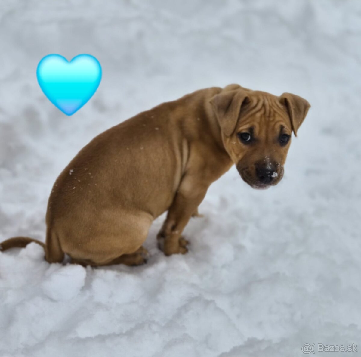 Americký stafordširský teriér - 4