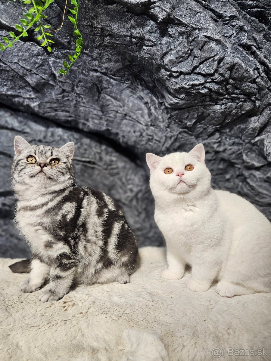 Britské mačiatka s PP - 4