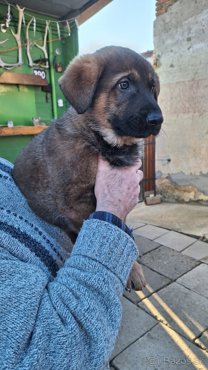 Nemecký ovčiak - 4
