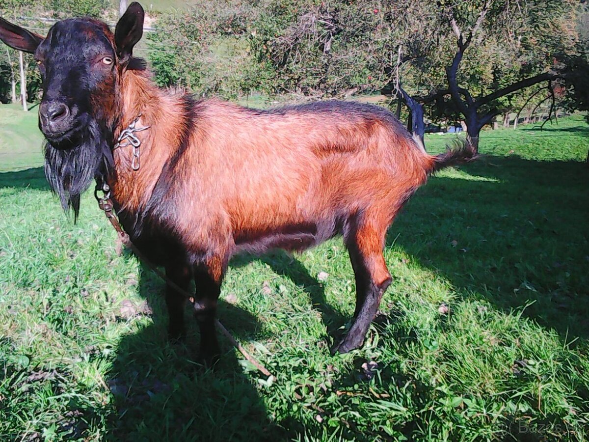 bezrohý cap lamancha s malými uškami - 4