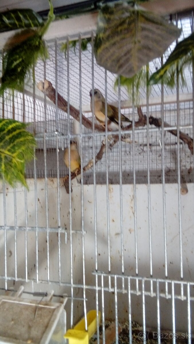 Amadina guldová červenohlavá-prírodná - 4