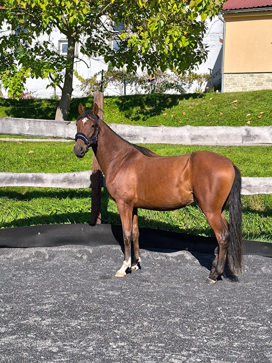 Figurantný 3 r andalúzsky valach - 4