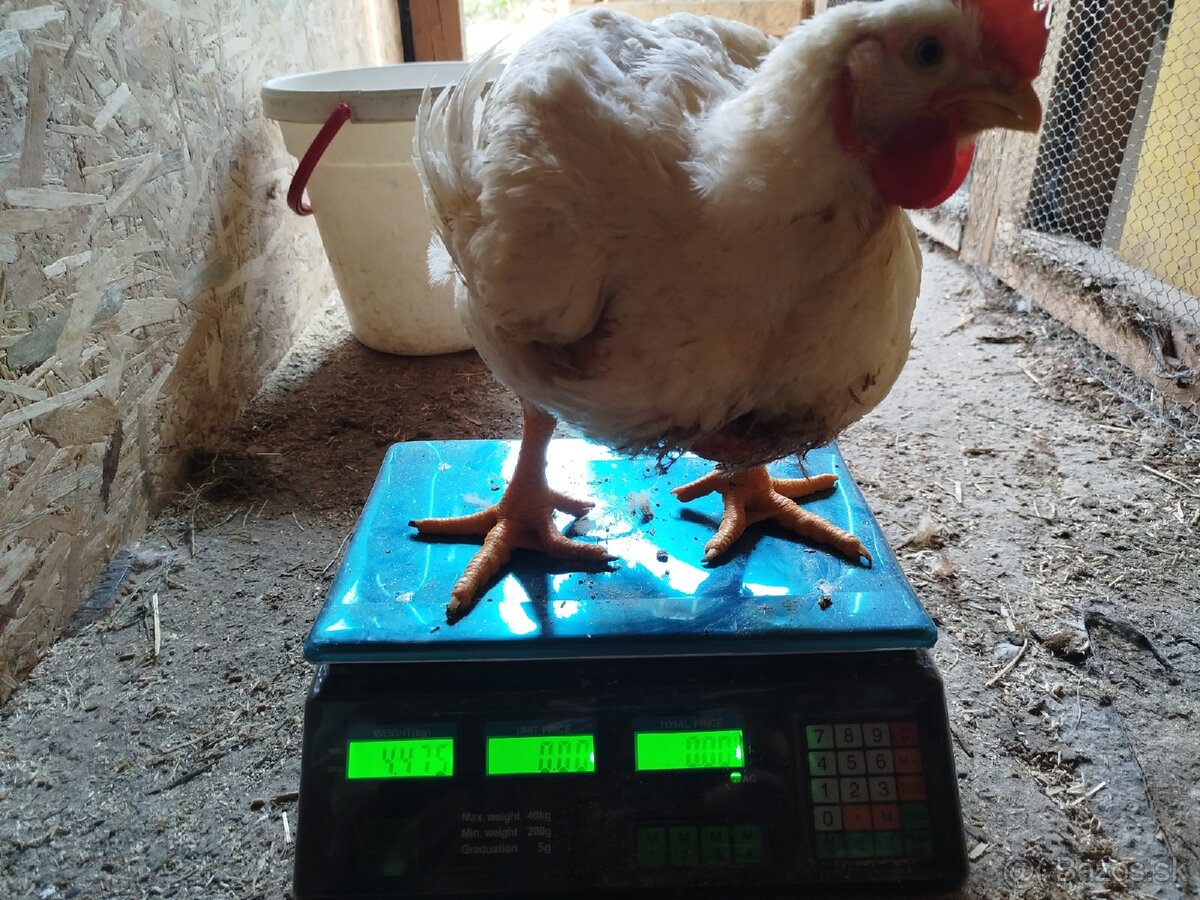 Brojlerove kurcata - 4