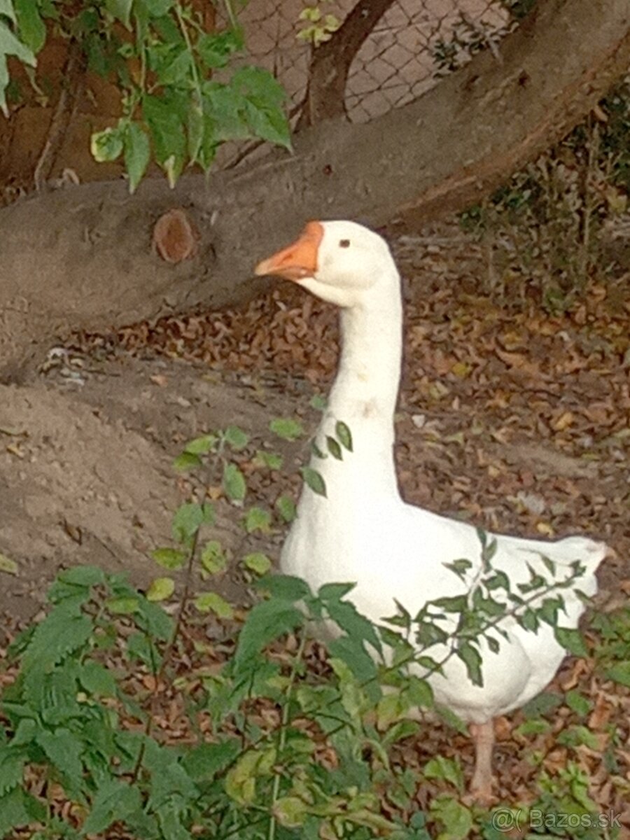 Predám gunára Linda - 4