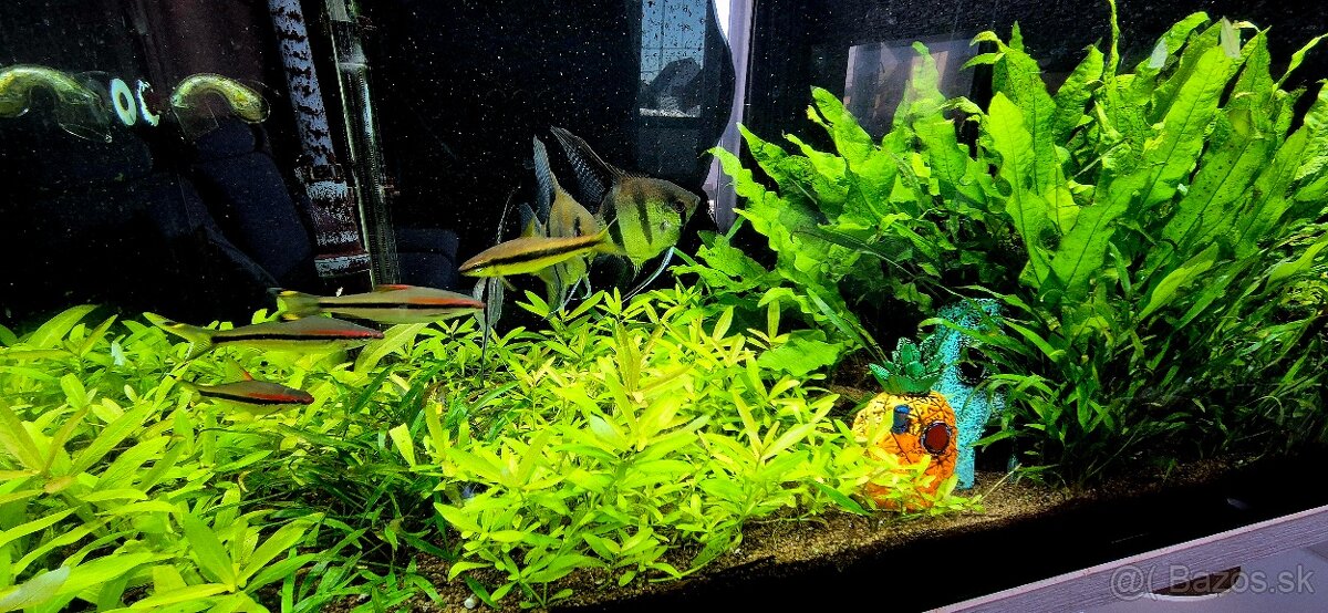 Predám 400l akvárium 180cm komplet + Eheim filter + CO2 - 4