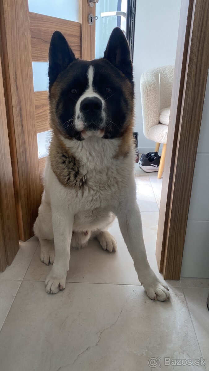 Americká akita - 4
