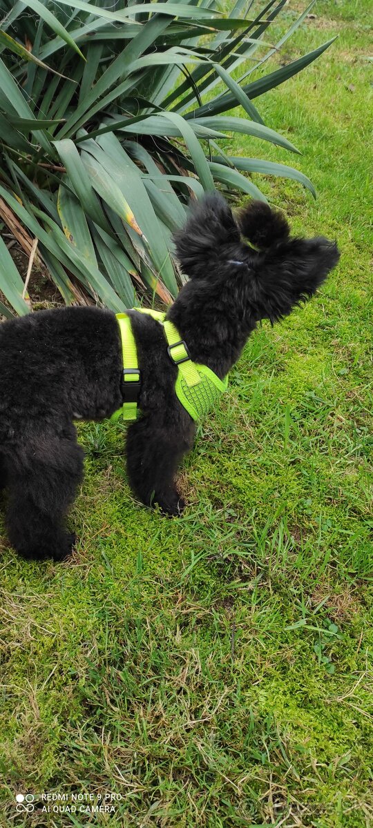 Pudel trpaslíči & Špic trpaslíči - 4