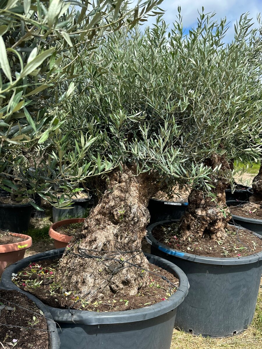 Predám Olivy Bonsai - 4