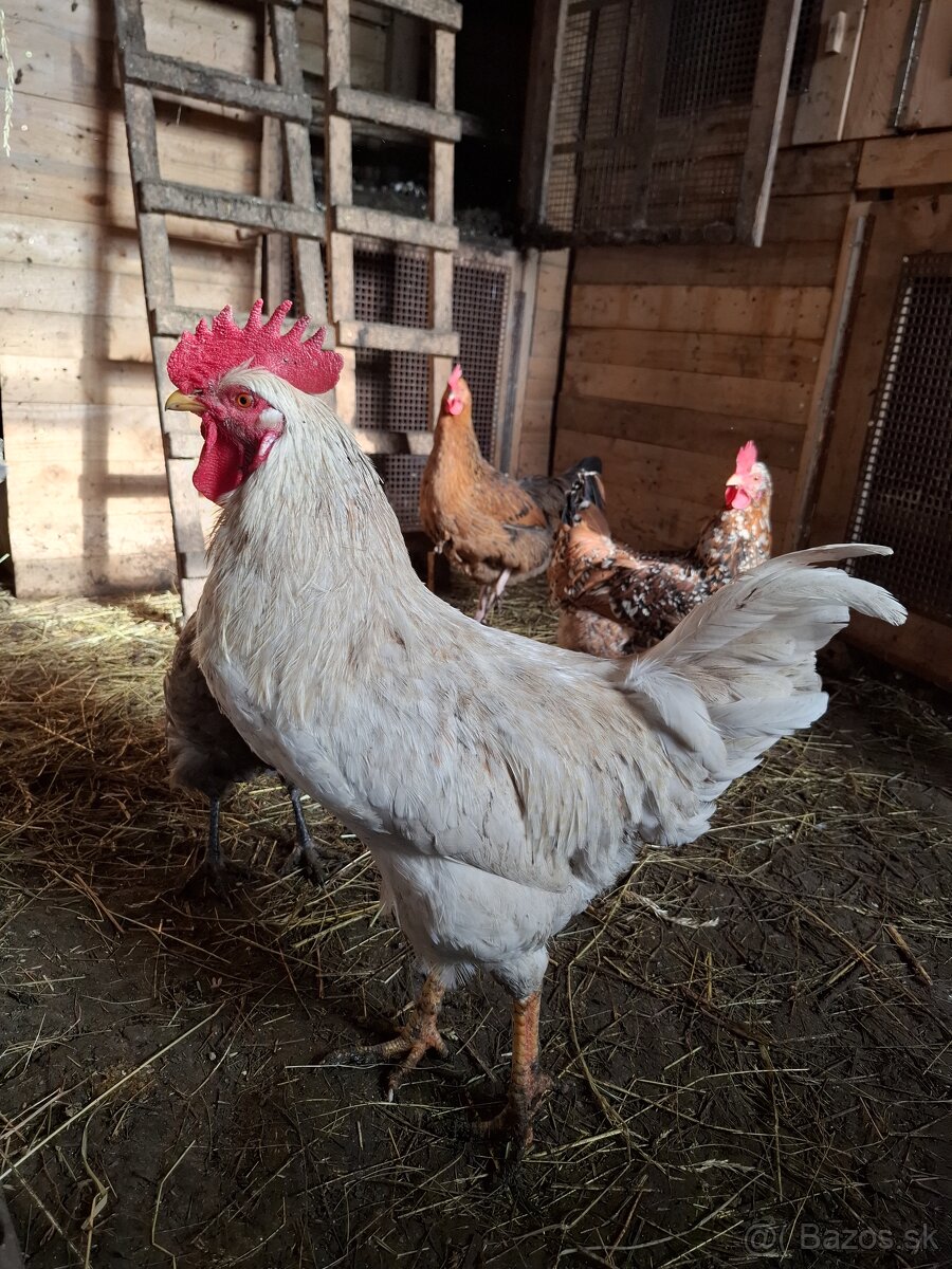 predám kohútov - 4