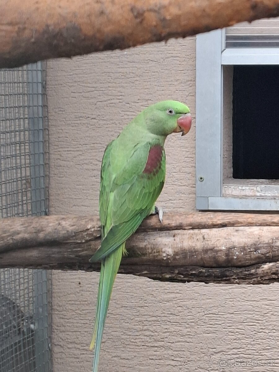 Alexander velký mutacia - 4