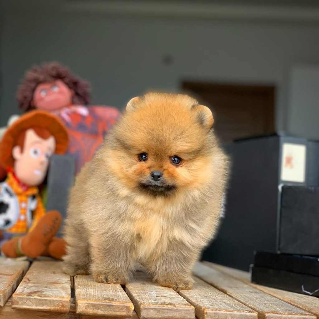 Pomeranian - 4