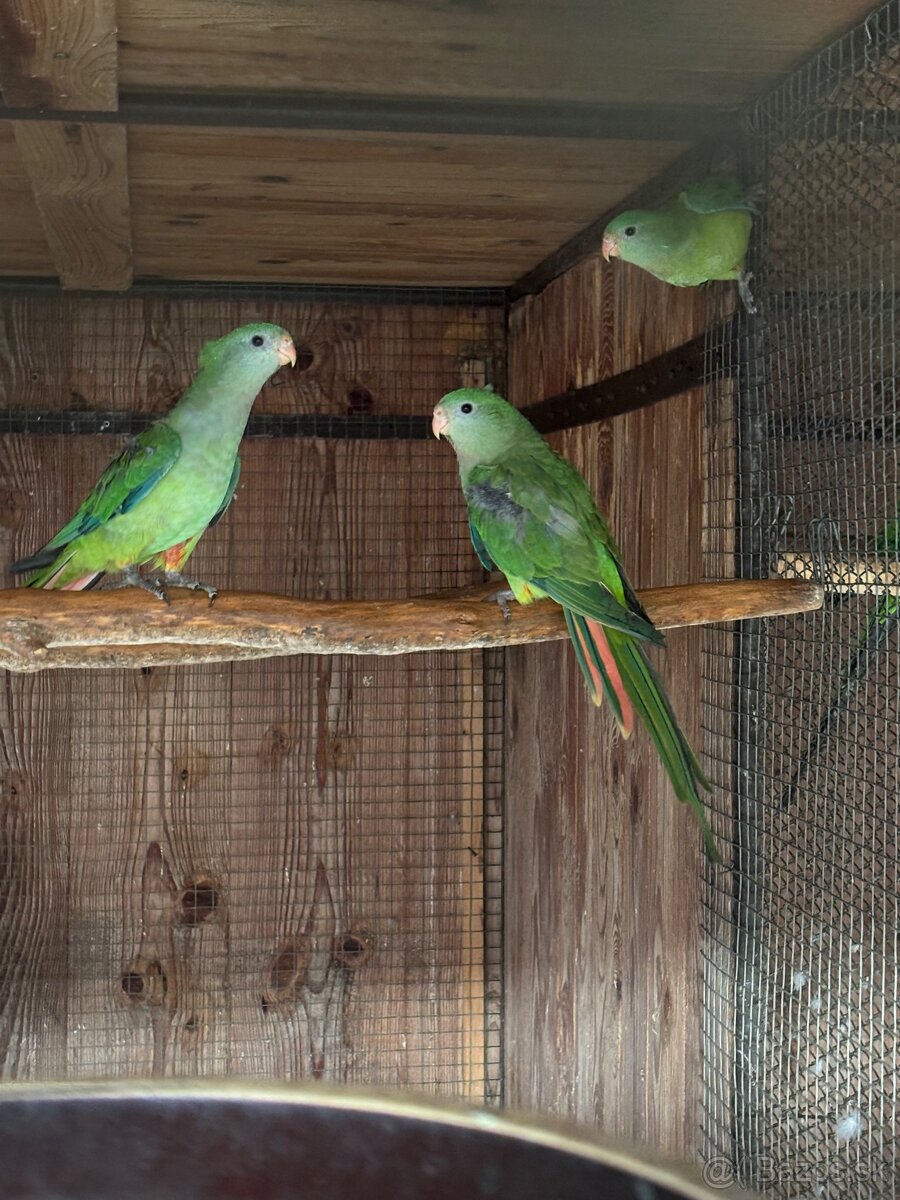 Papagáj nádherný (baraband) - 4