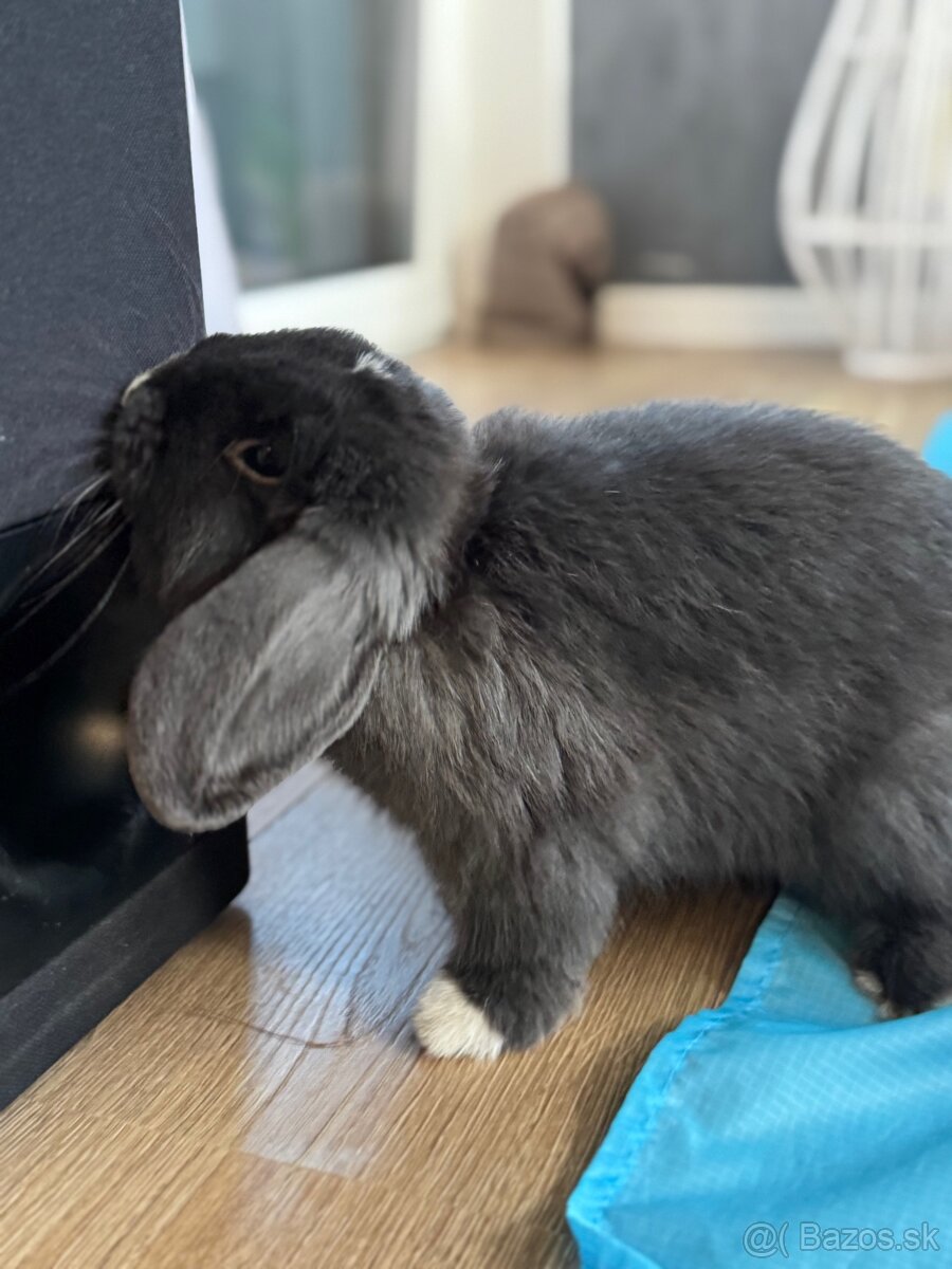 Minilop samcek 8mes z reg. chovu - 4