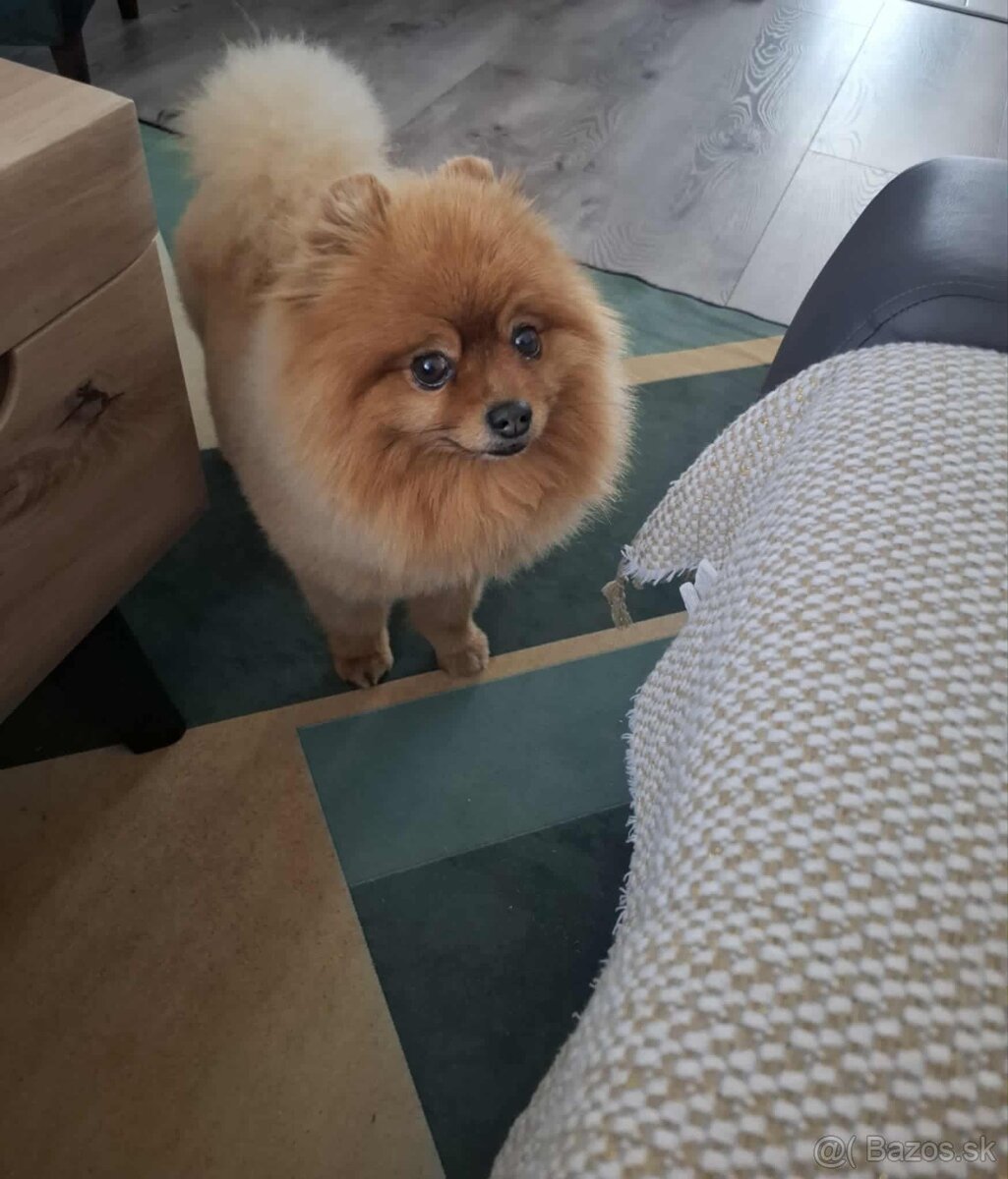 Pomeranian ( krytie) - 4