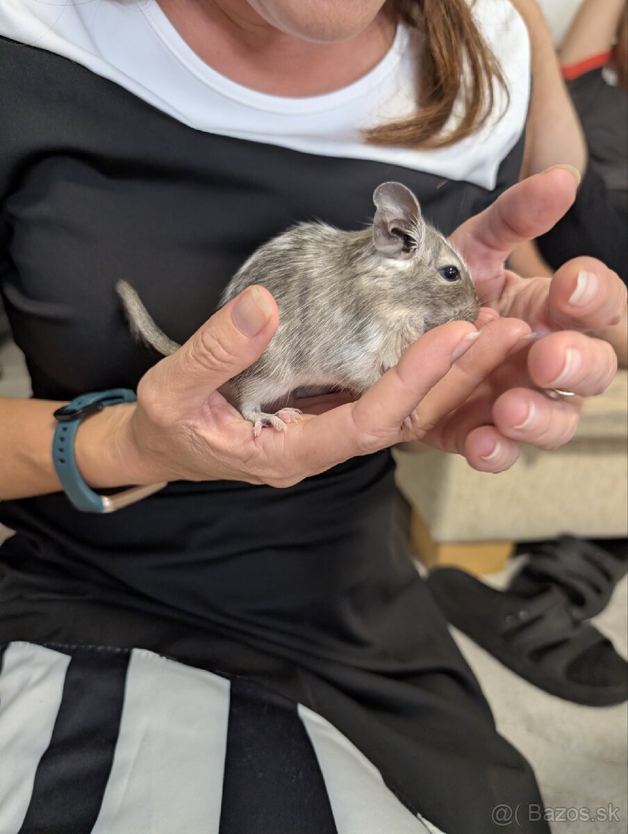 Osmak degu- samočky - 4