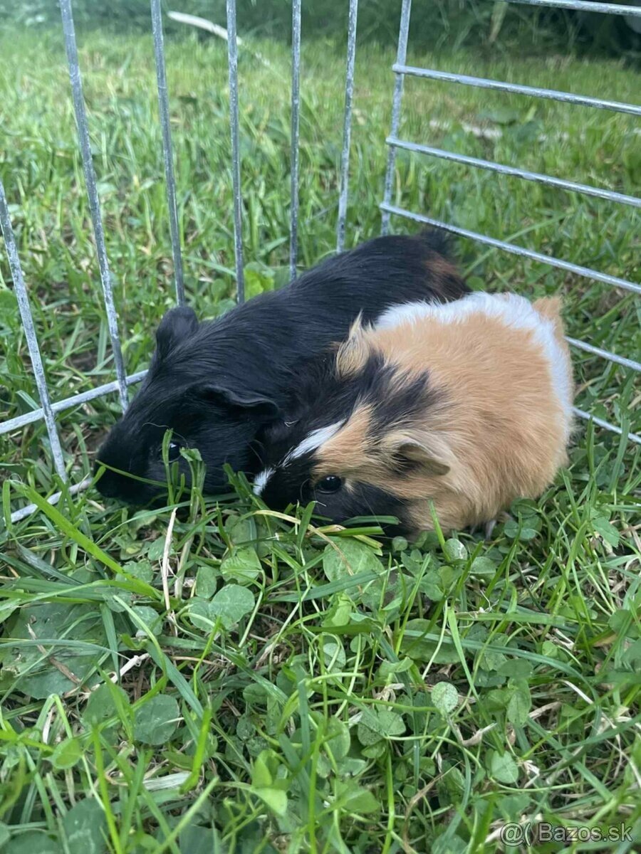 morčatka - 4