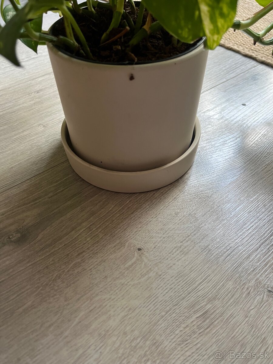 Izbové rastliny/kvety - 4