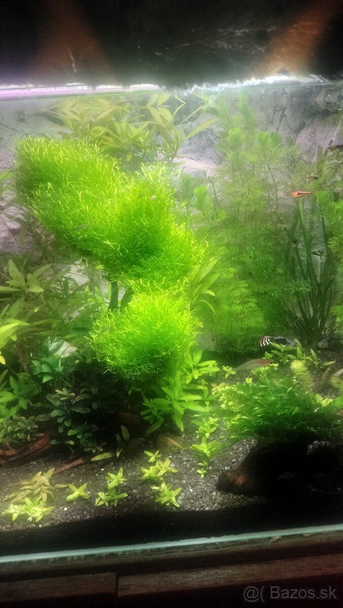 Predávam machy a rastlinky do akvaria - 4