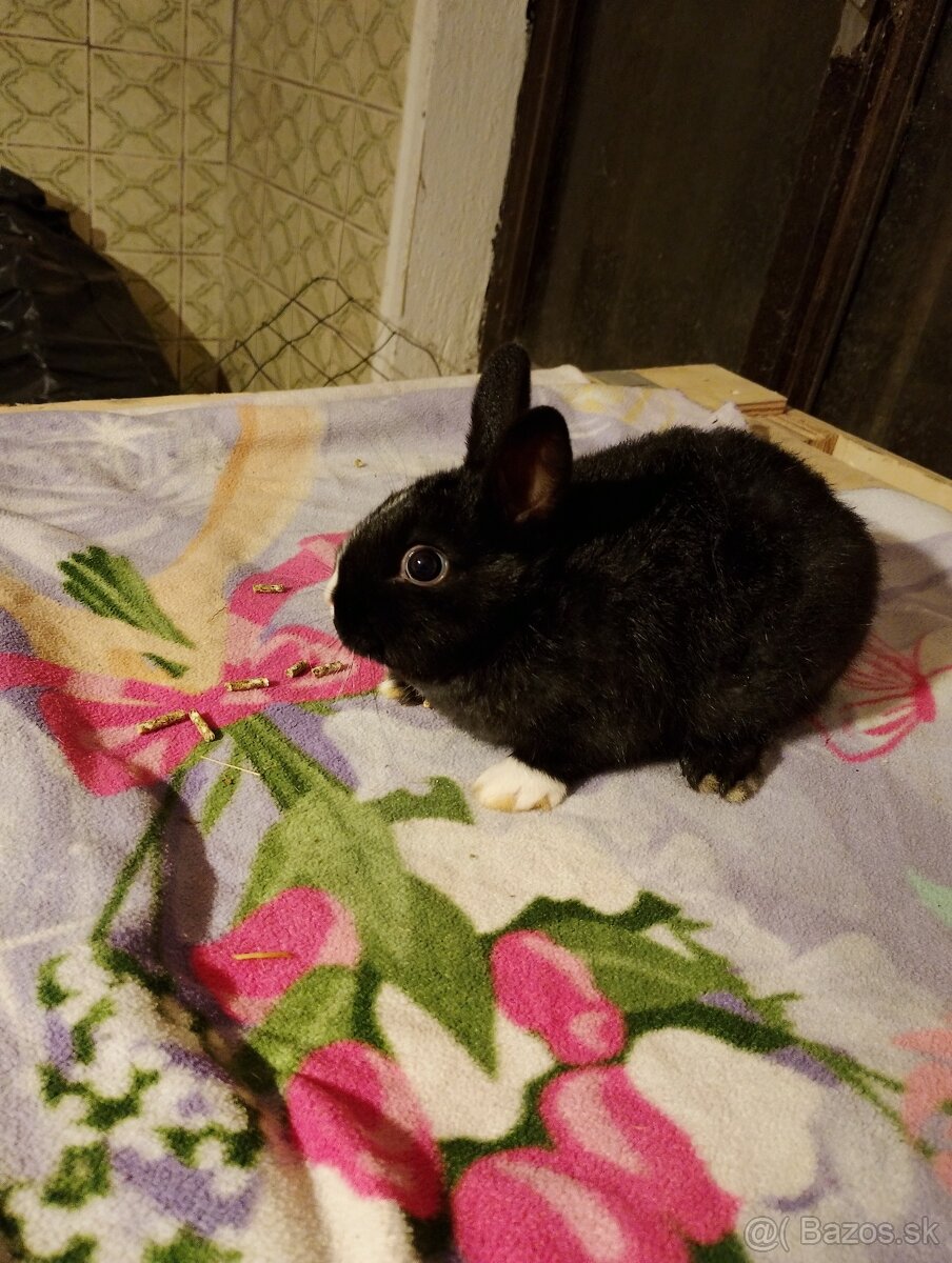 Predám zajačikov a morčiatka. - 4