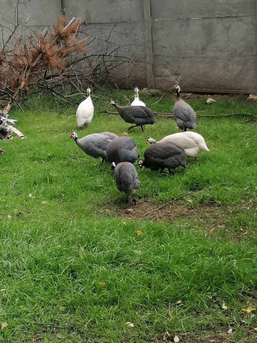 Perličky modré prilbaté - 4