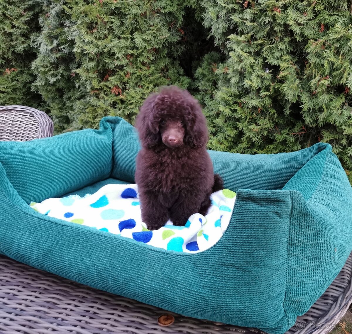 Pudel s preukazom pôvodu čokoládový - 4