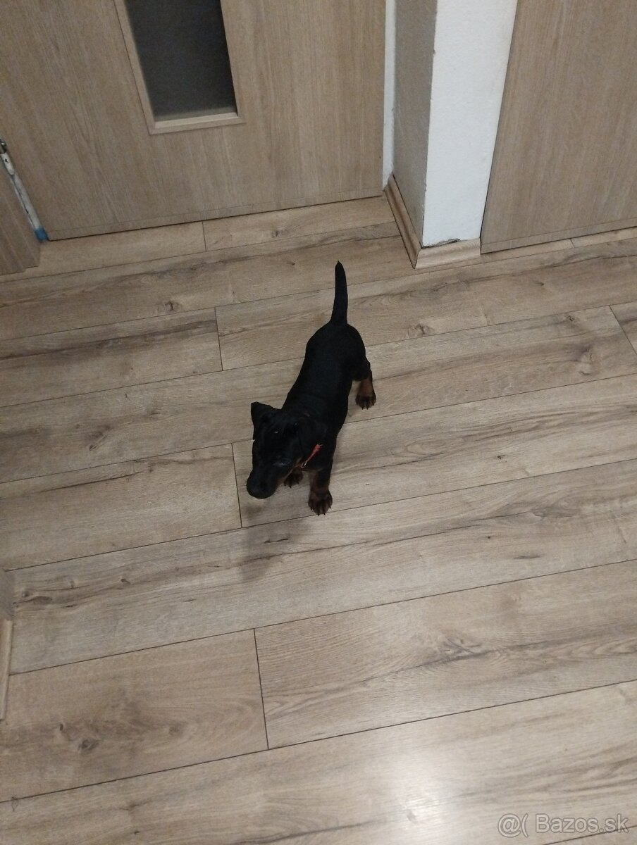 Predám šteniatka JAGDTERRIÉRA - 4
