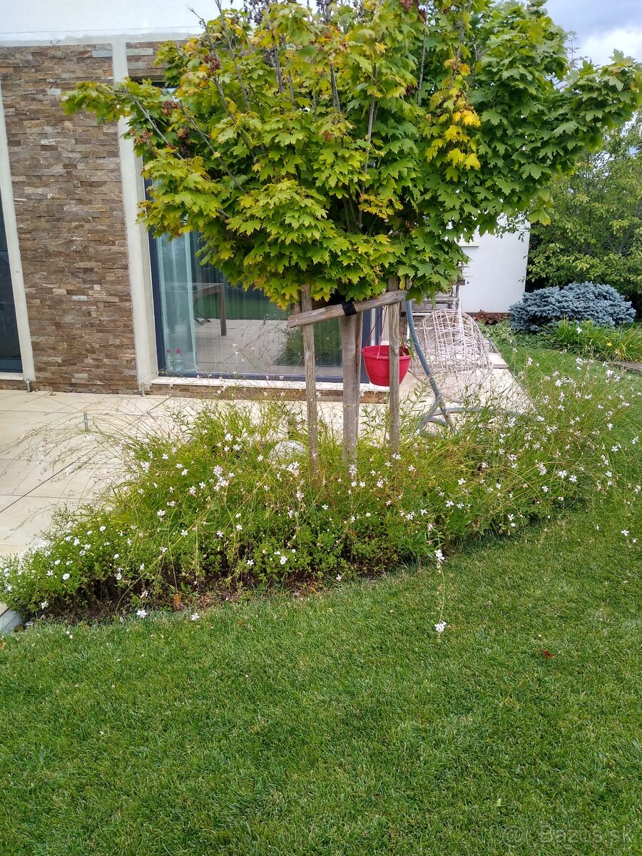 Bývajte na adrese s prívlastkom "" čistý vzduch "" - 4