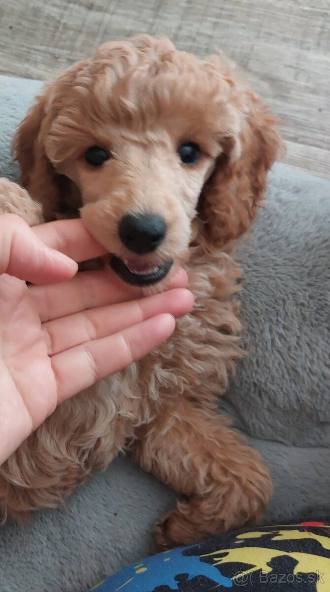 Pudel ( pudlik ) s pp MADA fenka - 4