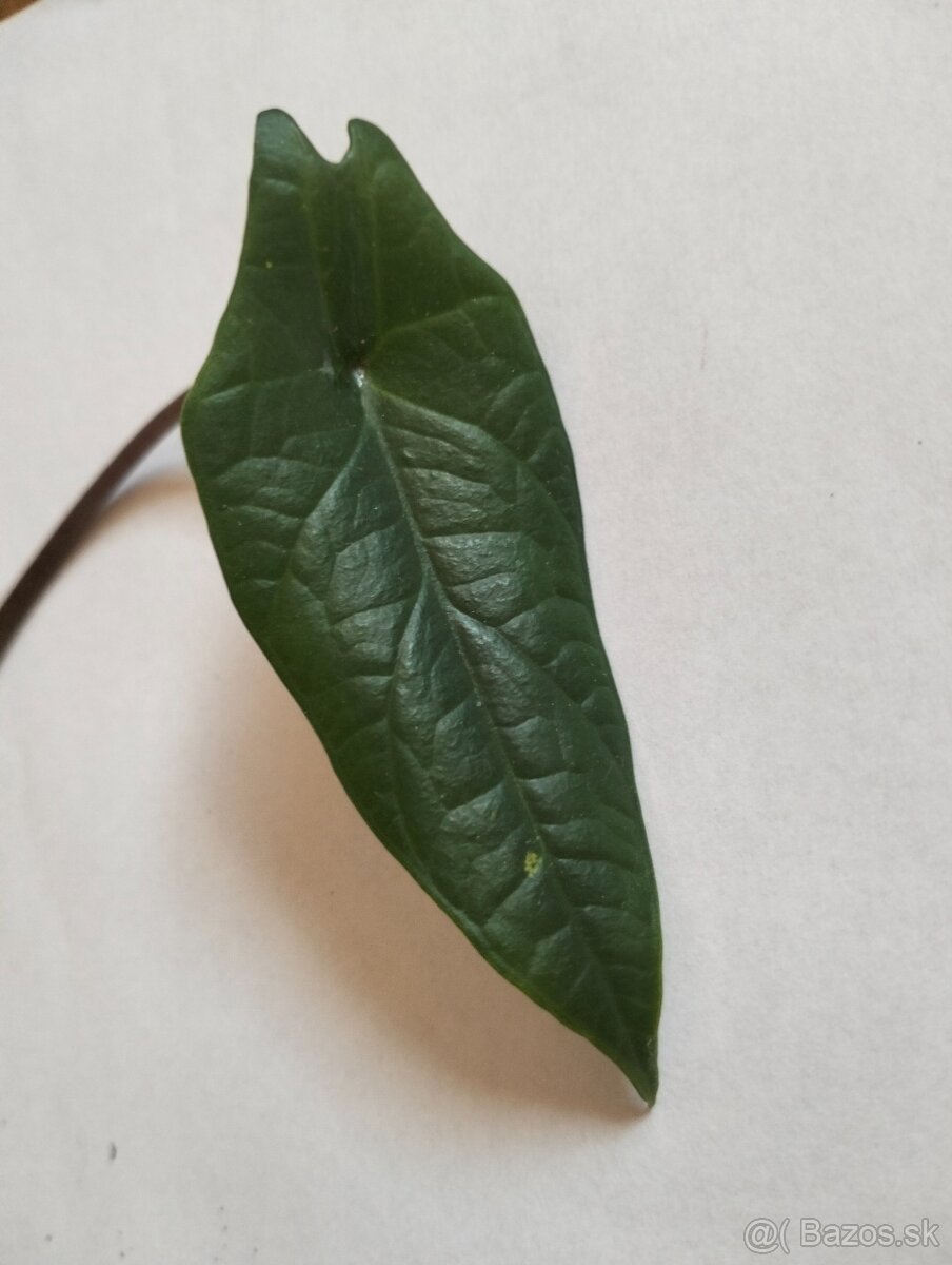 Výnimočná Alocasia Scalprum (mini) - 4