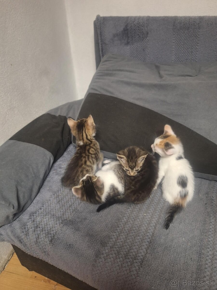 Darujem mačiatka - 4